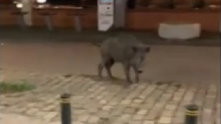 Θεσσαλονίκη: Νέα... μερακλίδικη βόλτα του αγριογούρουνου - Πήγε σε λιμάνι και λαδάδικα