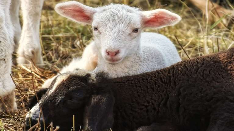 Τι μας μαθαίνει η κρίση της πανώλης των αιγοπροβάτων για τη διατροφή και τη ζωή μας
