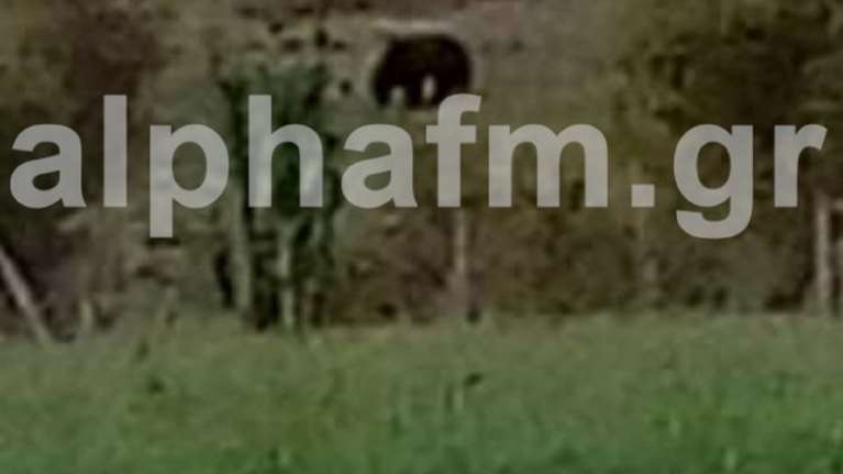 Ανησυχία στην Καστοριά: Μεγάλη αρκούδα μία ανάσα από σπίτια και καταστήματα