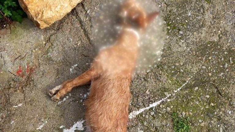 Νέα φρικαλεότητα στην Κρήτη: Κρέμασαν κυνηγόσκυλο στην πλατεία του Μεγάλου Χωριού, στα Χανιά