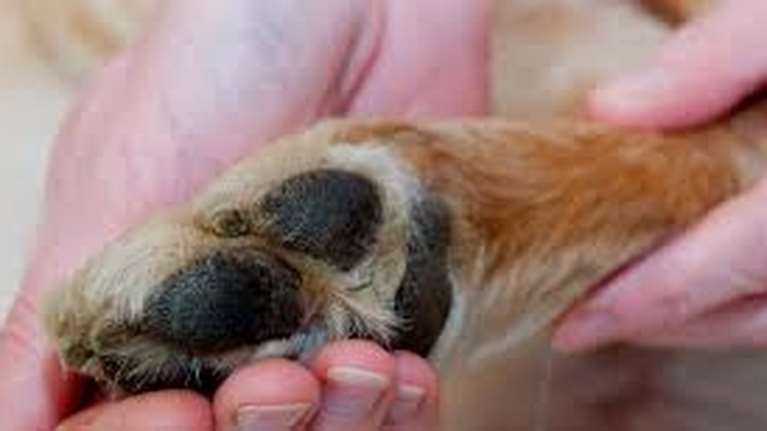 Συνελήφθη 60χρονη που κρατούσε σκυλιά σε άθλιες συνθήκες στην Κέρκυρα