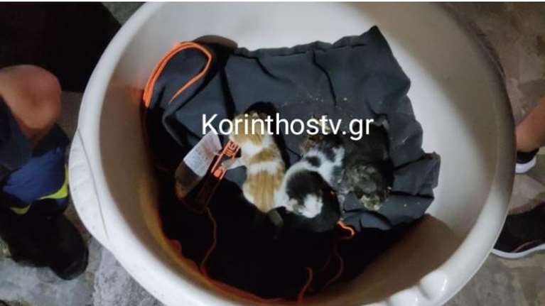 Περαχώρα Λουτρακίου: Οι πυροσβέστες έσωσαν τέσσερα μωρά γατάκια από φρεάτιο [video]