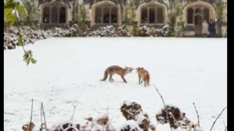 Δυο αλεπούδες παίζουν αμέριμνες με το χιόνι στο προαύλιο του πανεπιστημίου της Οξφόρδης και γίνονται viral