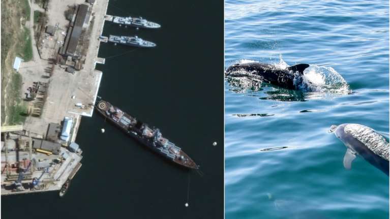 BBC: Η Ρωσία επιστράτευσε εκπαιδευμένα δελφίνια για να προστατεύσει το λιμάνι της Σεβαστούπολης στην Κριμαία