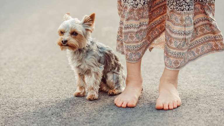 Ο σκύλος σας θέλει να πάει όπου κι αν πάτε; Γιατί οι γούνινοι φίλοι μας ακολουθούν τους ανθρώπους τους
