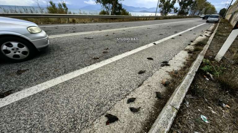 Μυστήριο στην Αργολίδα: Εκατοντάδες νεκρά πουλιά στην παραλιακή Ναυπλίου - Νέας Κίου (βίντεο)