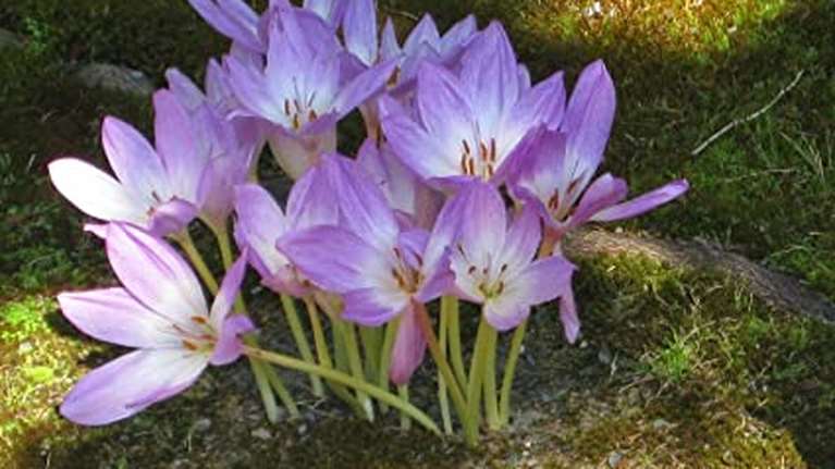 Θεσσαλονίκη: Η θαυματουργή κολχικίνη που αντιμετωπίζει τον κορονοϊό, βρίσκεται στον κρόκο που καλλιεργείται και στην Ελλάδα