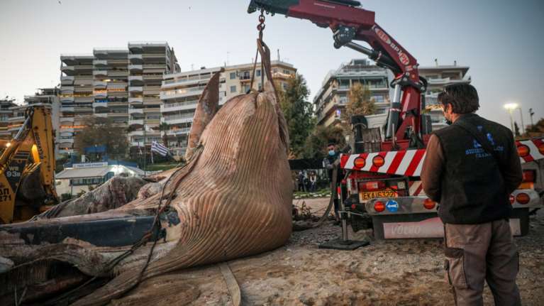 Συγκλονιστικές εικόνες: Νεκρή φάλαινα ξεβράστηκε στη Φρεαττύδα, στον Πειραιά