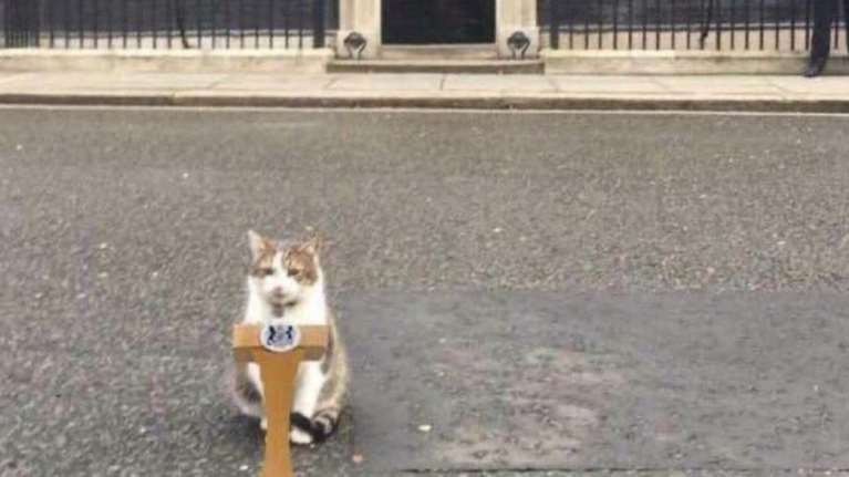 Ντάουνιγκ Στριτ: Viral ο Λάρι ο Γάτος - &quot;Ο βασιλιάς μου ζήτησε να γίνω πρωθυπουργός, αυτή η ανοησία έχει κρατήσει αρκετά&quot;