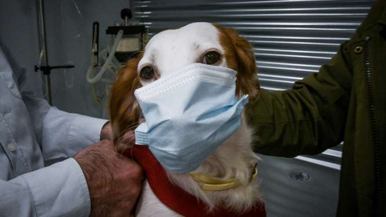Ο SARS CoV-2 στα ζώα: Κατοικίδια σε σπίτια με ασθενείς με COVID-19 - Πώς θα τα προστατεύσετε