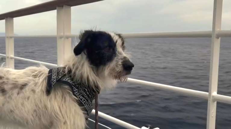 Ο  Λελέκο μετονομάστηκε σε Πάμπλο και ζει ευτυχισμένος ως Μάρτιν: Μια ιστορία με ευτυχή κατάληξη