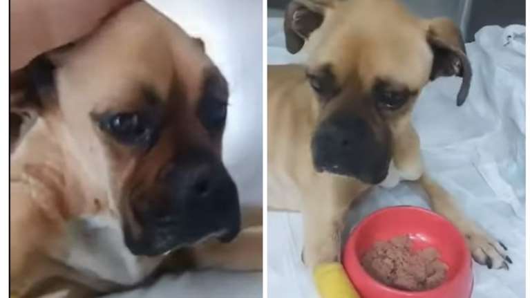 Boxer: Η Νίκη ξεκίνησε να τρώει αλλά η κατάσταση είναι κρίσιμη - Μεταφέρθηκε στην Πάτρα