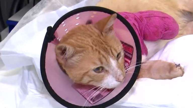 Θεσσαλονίκη: Εισαγγελική έρευνα για την κτηνωδία με το γατάκι που του έκοψαν τρία πόδια