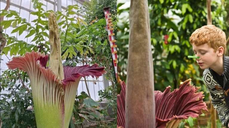 Βέλγιο: Πλήθος κόσμου για να θαυμάσει τον &quot;Φαλλό του Τιτάνα&quot;- Το σπάνιο γιγάντιο λουλούδι που ανθίζει κάθε τρία χρόνια