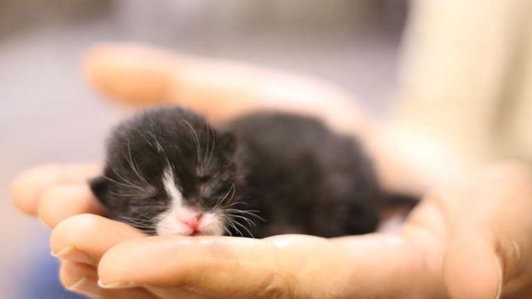 Ανοίξατε το σπίτι σας σε γατόνι; Να οι βασικές οδηγίες για τους νέους γατογονείς - Πώς θα συμβιώσετε