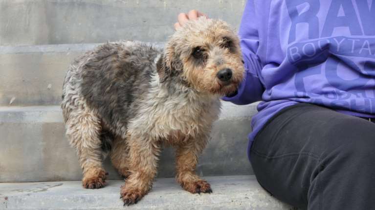 Η Κίκα από το Κυνοκομείο της Τρίπολης πέρασε διάφορα: Κάτω από όλη την παραμέληση έκρυβε όλη τη χαριτωμενιά του κόσμου