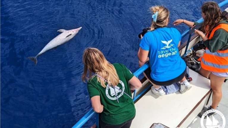 Ακόμη δύο νεκρά δελφίνια στο ΒΑ Αιγαίο - Θανατώνονται από τουρκικά αλιευτικά που ψαρεύουν τόνο, λέει το "Αρχιπέλαγος"