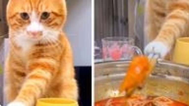 Viral απόλυτα συγκεντρωμένος γάτος  κλέβει φαγητό... με τσοπ-στικς  (Βίντεο)