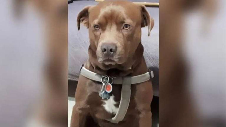 Ηράκλειο: Επαθε κρίση επιληψίας και ο σκύλος του έσωσε τη ζωή - &quot;Αρχισε να γαβγίζει σαν τρελός&quot;