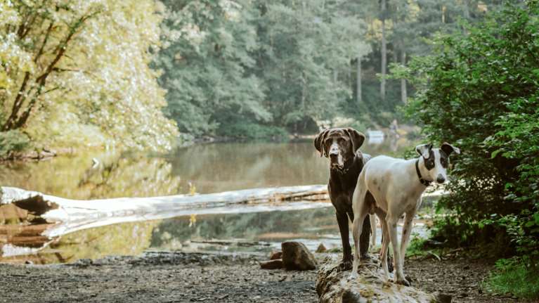 Αποτροπιασμός: Εκτέλεσε σκύλο με κυνηγετικό όπλο - Την καταγγελία έκανε ο ιδιοκτήτης του σκύλου