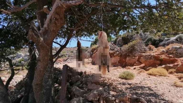 Συνελήφθη ο &quot;γδάρτης&quot; ζώων των Χανίων: Είχε βασανίσει και σκοτώσει δύο σκύλους