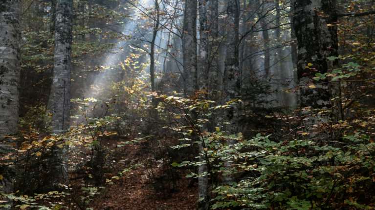 Θρίλερ στη Σαλαμίνα: Έπιναν ναρκωτικά όλοι μαζί, τον άφησαν να πεθάνει και τον "πέταξαν" μετά στο δάσος