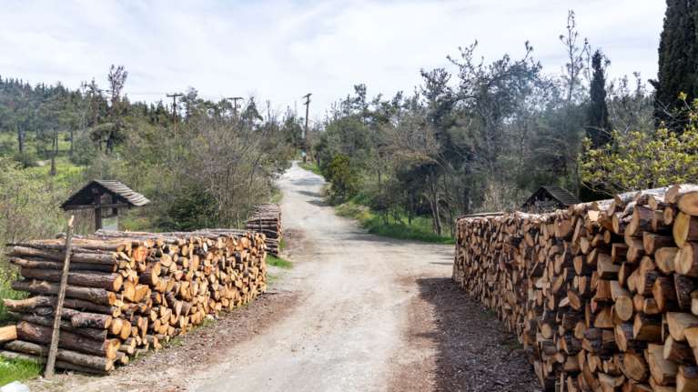30 εκατομμύρια δένδρα θα φυτευτούν στην Ελλάδα- Αναδάσωση με σπόρους και ποικιλίες τοπικές