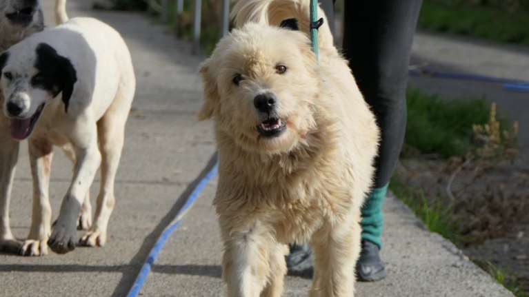 Σώστε ένα αδεσποτάκι: Η Μπρι είναι σαν ένα σύννεφο αφράτο και αιθέριο - Και είναι και Τοξότης
