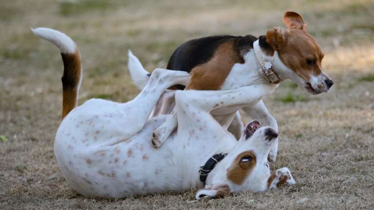 Νέα κτηνωδία στον Βόλο - Πυροβόλησαν και σκότωσαν αδέσποτο σκυλάκι