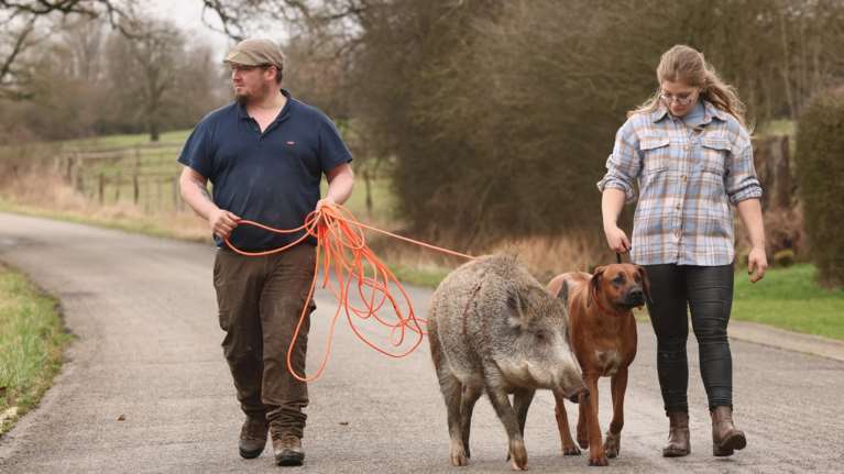Ζευγάρι δέθηκε τόσο με έναν αγριόχοιρο που τον έκανε κατοικίδιό του