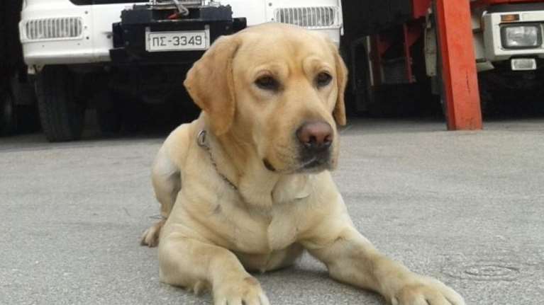 &quot;Αντίο Μαξ, σε ευχαριστούμε για τις πολύτιμες υπηρεσίες σου&quot;: Πέθανε ο σκύλος - διασώστης της ΕΜΑΚ