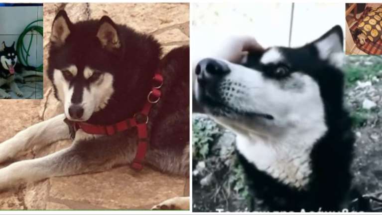 Εξελίξεις για την Αράχωβα: Δόθηκε εντολή για την εκταφή του Ολιβερ -Κλιμάκιο της δίωξης εγκλημάτων κατά Ζωής για το χάσκι