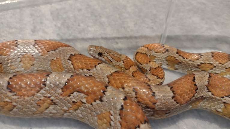 Θεσσαλονίκη: Φίδι &quot;εισέβαλε&quot; σε σπίτι - Αναζητείται ο κηδεμόνας του [εικόνες]