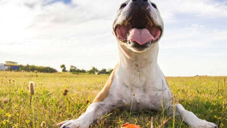 Αλληλομηνύθηκαν με αφορμή τις ακαθαρσίες σκύλου – Προκαταρκτική έρευνα παρήγγειλε η εισαγγελέας
