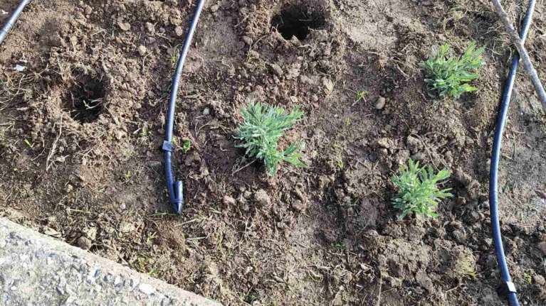 Απίστευτο: Κλέβουν τη μέντα, το θυμάρι και τον δυόσμο από τα παρτέρια του Δήμου Θεσσαλονίκης [εικόνες]