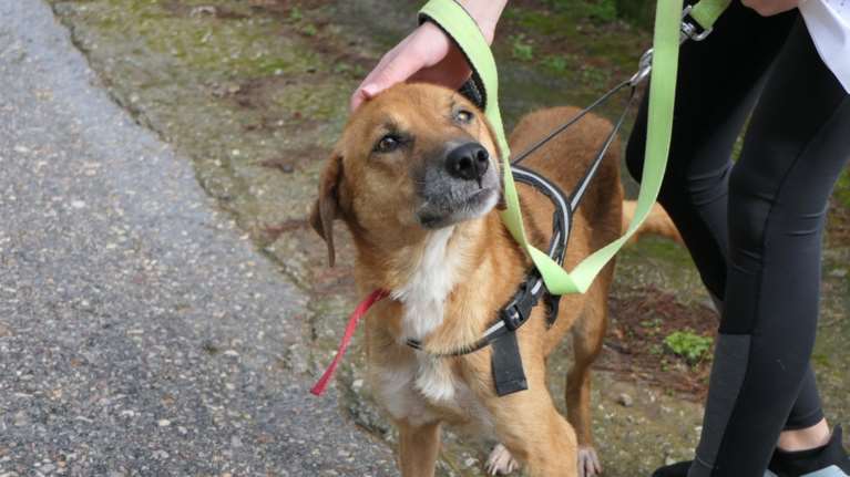 Κυκλοφορούσε σκελετωμένη επί μήνες στην Τρίπολη - Πολίτες έκαναν εκκλήσεις στον δήμο, κανένας δεν ασχολήθηκε ποτέ