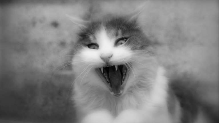 Γιατί η γάτα μου είναι στριμμάδι και έχει νεύρα  - Τι να κάνετε αν σας δαγκώσει