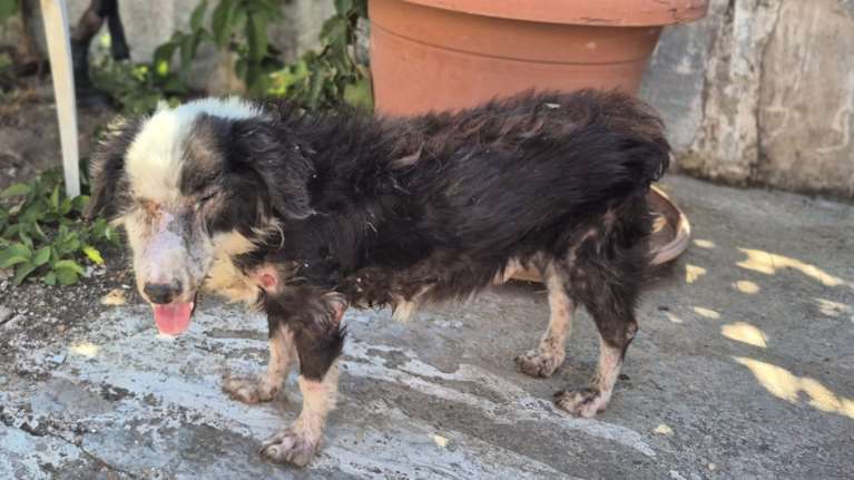 Ο Βύνη, στην κυριολεξία αργοπέθαινε στον δρόμο...