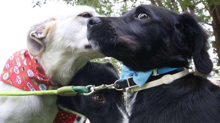 Ημερίδα: &quot;H κακοποίηση ζώων από ανηλίκους καταδεικνύει βαθιά αντικοινωνική συμπεριφορά&quot;