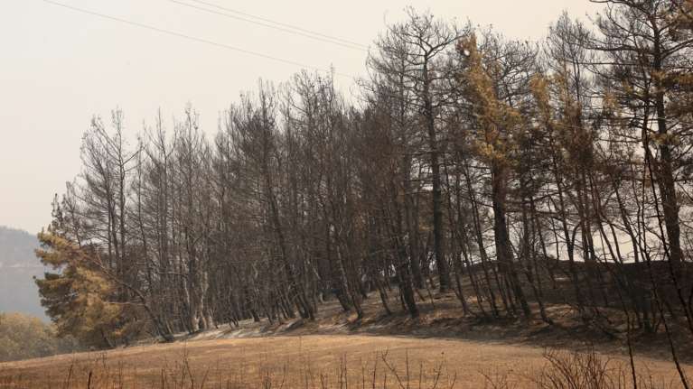 Εκπληξη: Ο καθαρισμός των δασών και η συλλογή βιομάζας στην ατζέντα του υπουργικού συμβουλίου- Για την πρόληψη των πυρκαγιών