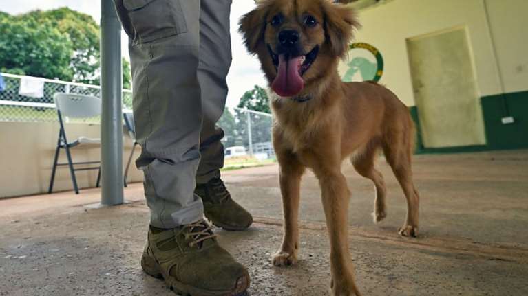 &quot;Μίλι&quot;: Η σκυλίτσα που επέζησε 40 ημέρες μέσα σε κοντέινερ διασχίζοντας τον Ατλαντικό