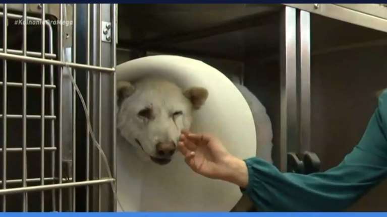 Βίντεο - σοκ: Καρέ - καρέ η αδιανόητη επίθεση στον σκύλο στη Νίκαια - Οι μαρτυρίες για τη φρίκη