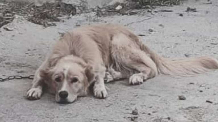 Πάρος: Ζώα δεμένα, εκτεθειμένα στον ήλιο χωρίς νερό, σε συνθήκες πλήρους παραμέλησης - Τι καταγγέλλει η Adopt a Paw Today