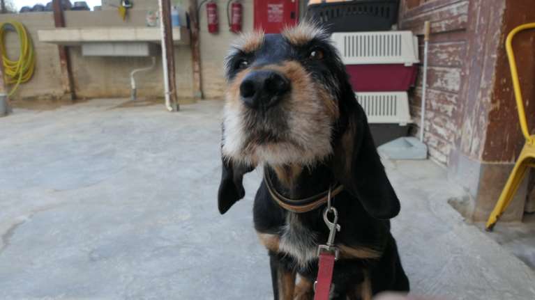 Είναι αρκετά βαρύς σαν τύπος με σοβαρό ύφος και μετρημένος - Ο Όλαφ δεν είναι νεαρός, όμως νομίζει ότι είναι