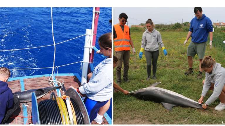 Β. Αιγαίο: Θλίψη και ανησυχία για νεκρά δελφίνια με εμφανή σημάδια ηθελημένης θανάτωσης
