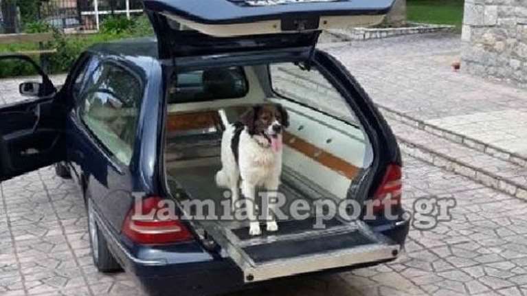 Φθιώτιδα: Σκύλος αρνείται να φύγει από τον τάφο του αφεντικού του