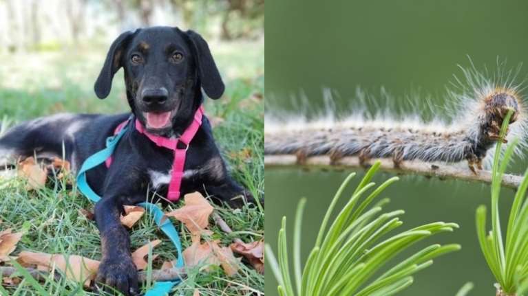 Τεράστια προσοχή στις κάμπιες- Είναι πολύ επικίνδυνες για σκύλους αλλά και γάτες