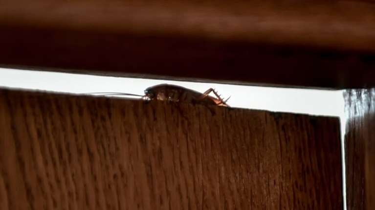 Από κατσαρίδες "Σβαρτσενέγκερ" κατακλύστηκε η Λάρισα – "Είναι τεράστιες και πετάνε, δεν ξέρουμε αν φταίνε οι πλημμύρες" [βίντεο]