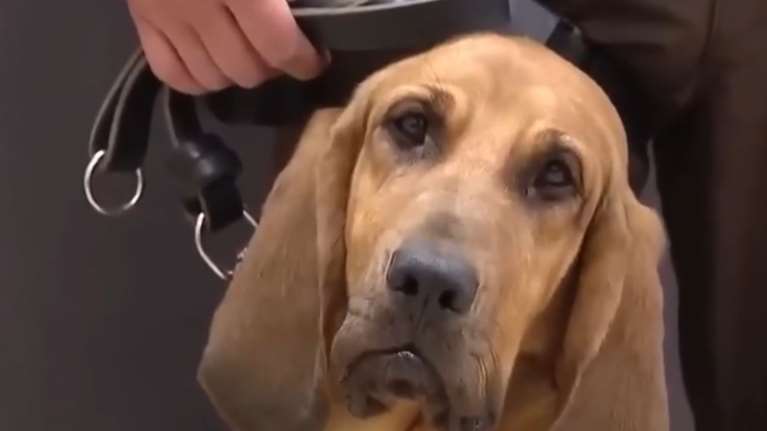 Συγκινητική διάσωση 5χρονου στην έρημο της Αριζόνα -Τον βρήκε αστυνομικός σκύλος μυρίζοντας τις κάλτσες του