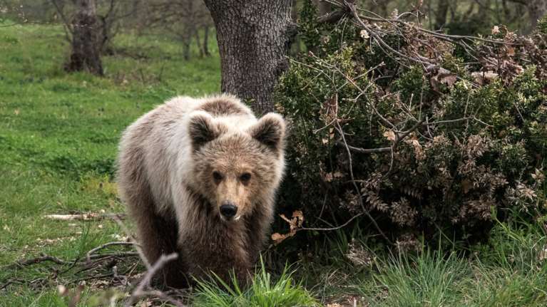 Διέσωσαν αρκουδάκι που παγιδεύτηκε σε συρματόπλεγμα στην Καστοριά